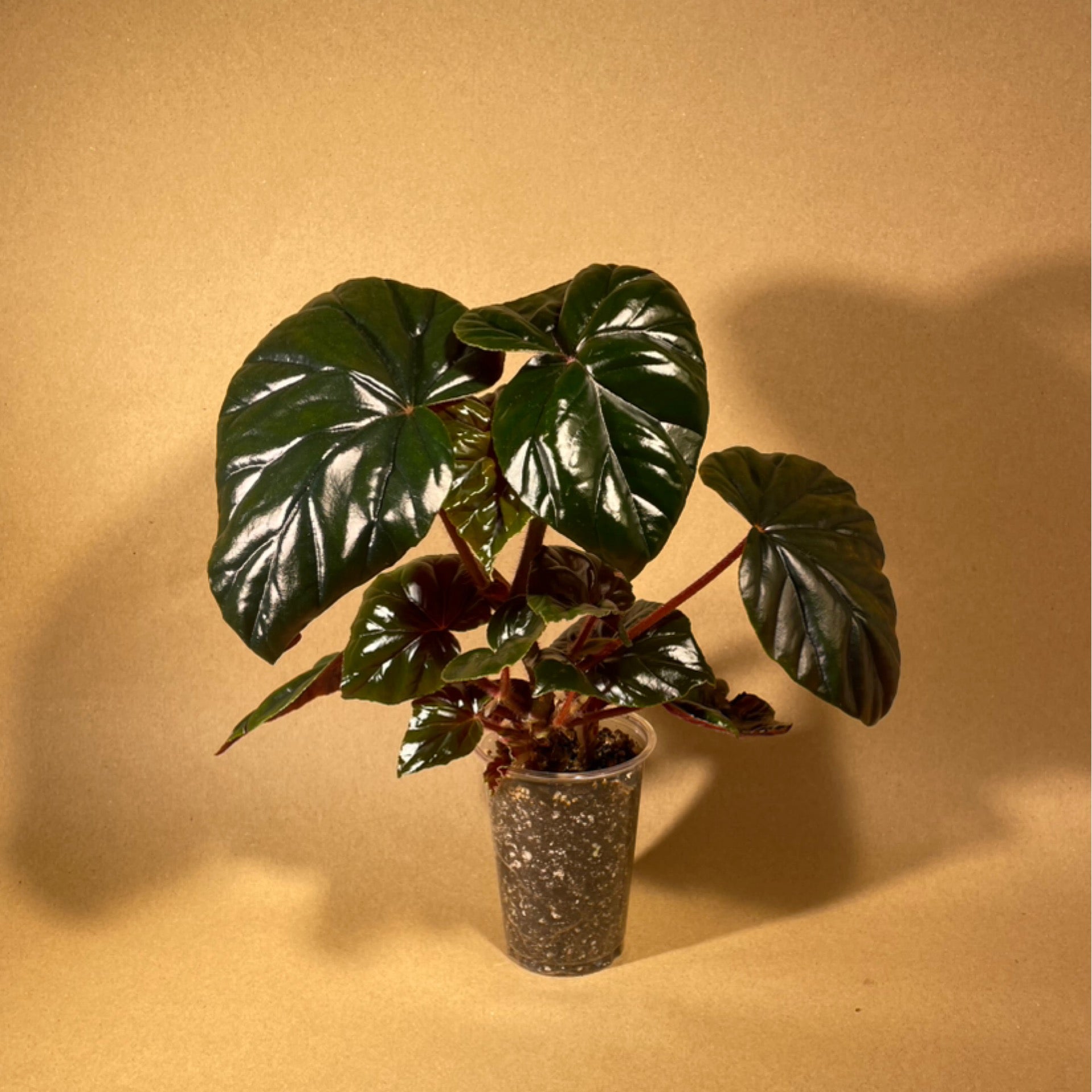 Philodendron 69686 | Mark Root Plants